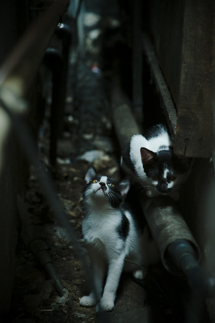 意甲豪门对决:尤文图斯力克国际米兰,意甲尤文图斯vs国际米兰集锦